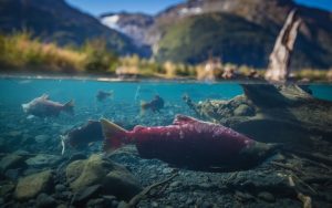 salmon spawning in river in Alaska