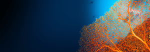 Orange coral on the ocean floor