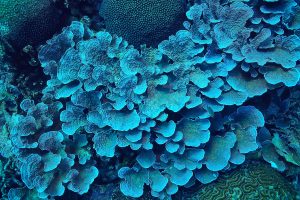 Blue Coral