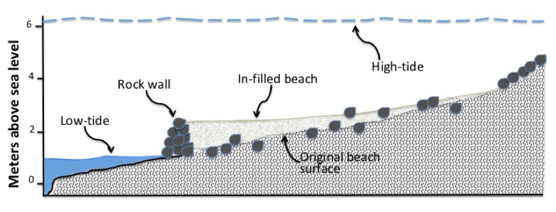 Drawing of a clam garden cross-section