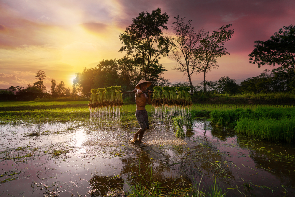 Man carrying a shoulder pole that is holding several packages of rice that he just cut from the rice field