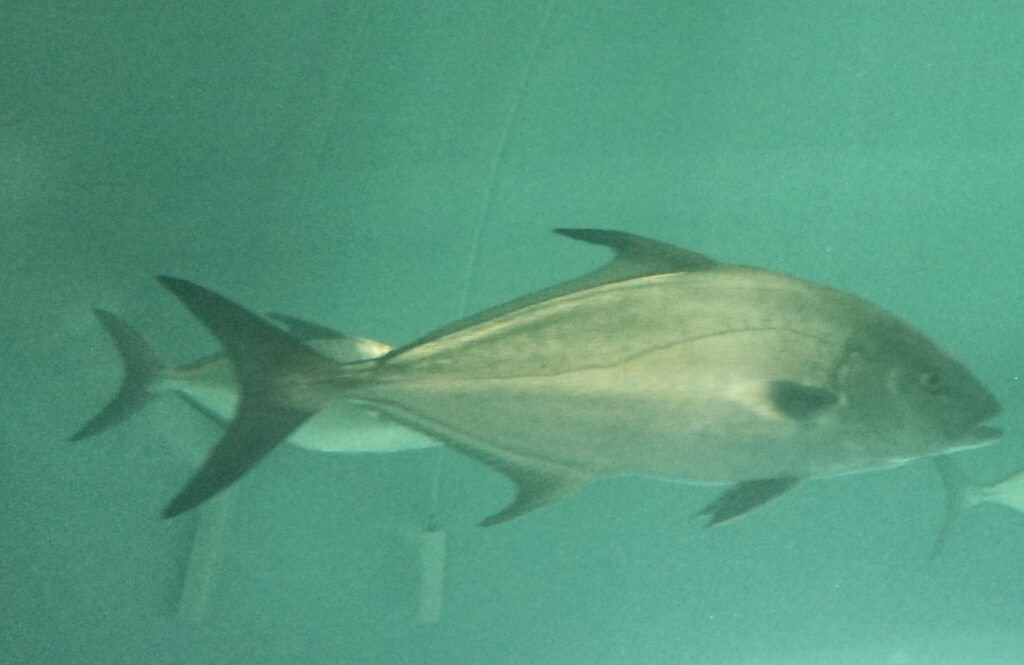 A silver fish with a larger dorsal fin in a tank