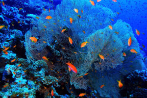 Orange fish swimming around gorgonian coral