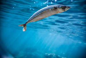mackerel swimming in the ocean